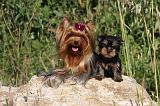 YORKSHIRE TERRIER 432